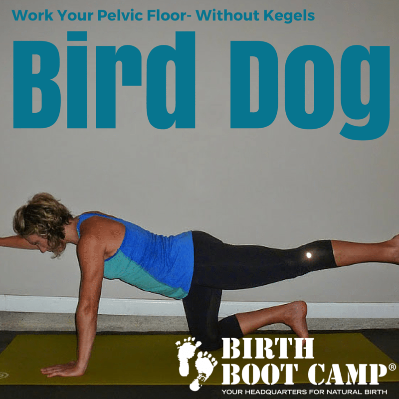 Bird dog strengthen the pelvic floor
