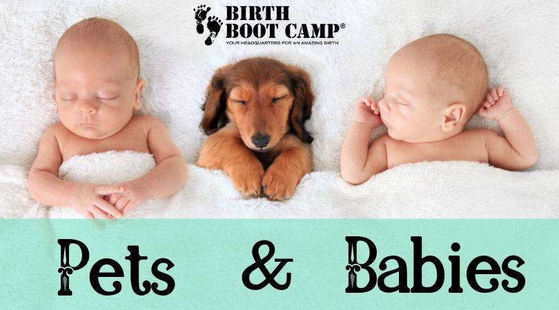 Pets & Babies
