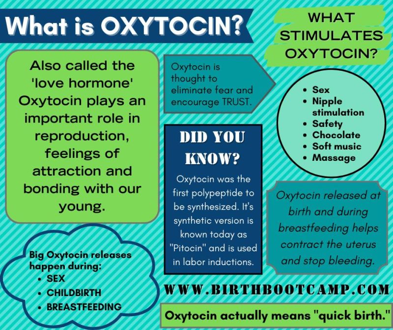 What is Oxytocin infographic Text box: Also called the 'love hormone' Oxytocin plays an important role in reproduction, feelings of attraction and bonding with our young. Text Box: Big Oxytocin releases happen during 1. Sex 2. Childbirth 3. Breastfeeding Text Box: Oxytocin is thought to eliminate fear and encourage trust. www.birthbootcamp.com